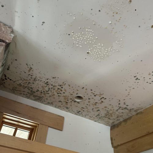 Top Tips for Mold Prevention and Remediation in Edina Homes: A 2025 Guide