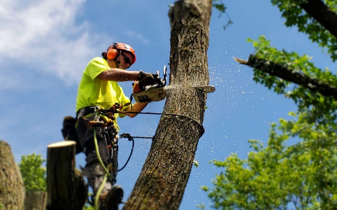 El Paso Tree Removal Introduces Streamlined Tree Removal Services in El Paso