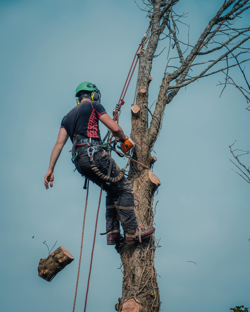 Fairfield Tree Service: Professional Tree Trimming Services in Fairfield, CA