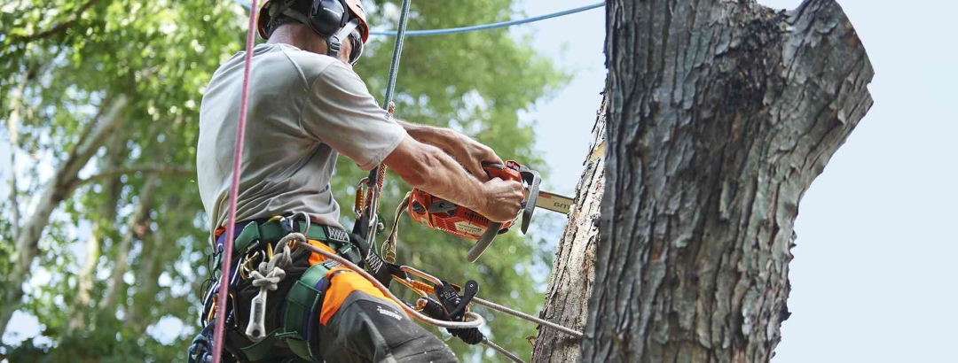 Professional Tree Trimmers in Amarillo Offer Expert Tree Care and Removal Services