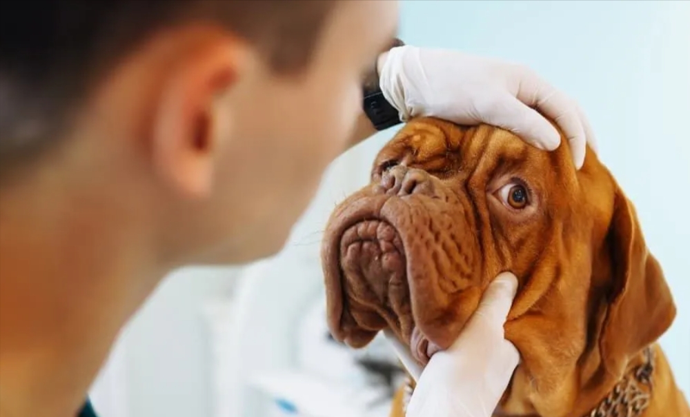 Life-Saving Tips: Preparing for Pet Urgent Care Situations