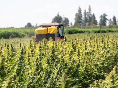 Oregon’s Evolving Hemp Regulations: What New Rules Mean for Local Farmers