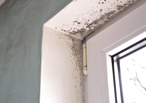 Redefined Restoration: Expert Mold Removal and Remediation Services in Chicago for a Healthier Living Environment