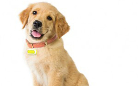 Pet Wearable Market 2019 Global Share,Trend,Segmentation and Forecast to 2026