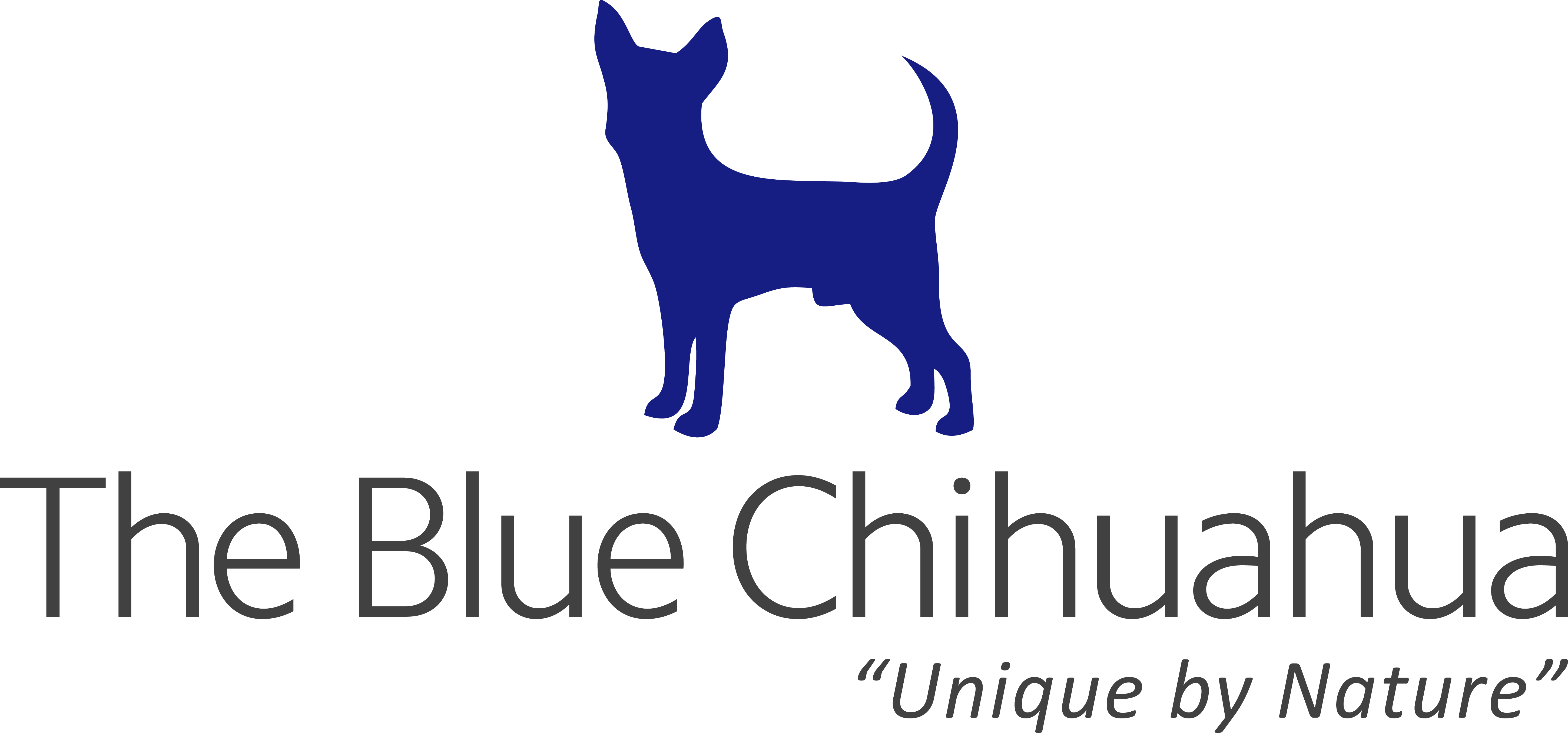 The Blue Chihuahua To Launch Website Soon, Prepares Massive Treasure Hunt For Users