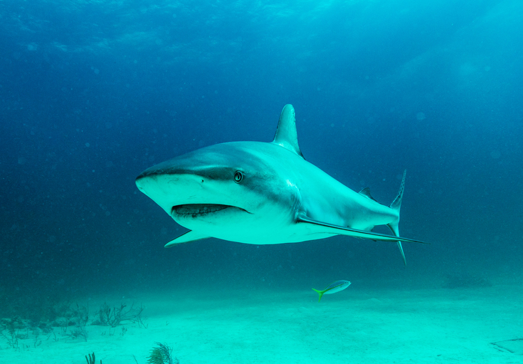 Marine Conservation Non-Profit Receives Grants from the U.K. Government for Multi-Year Studies on Deep-Sea Habitats in the Caribbean