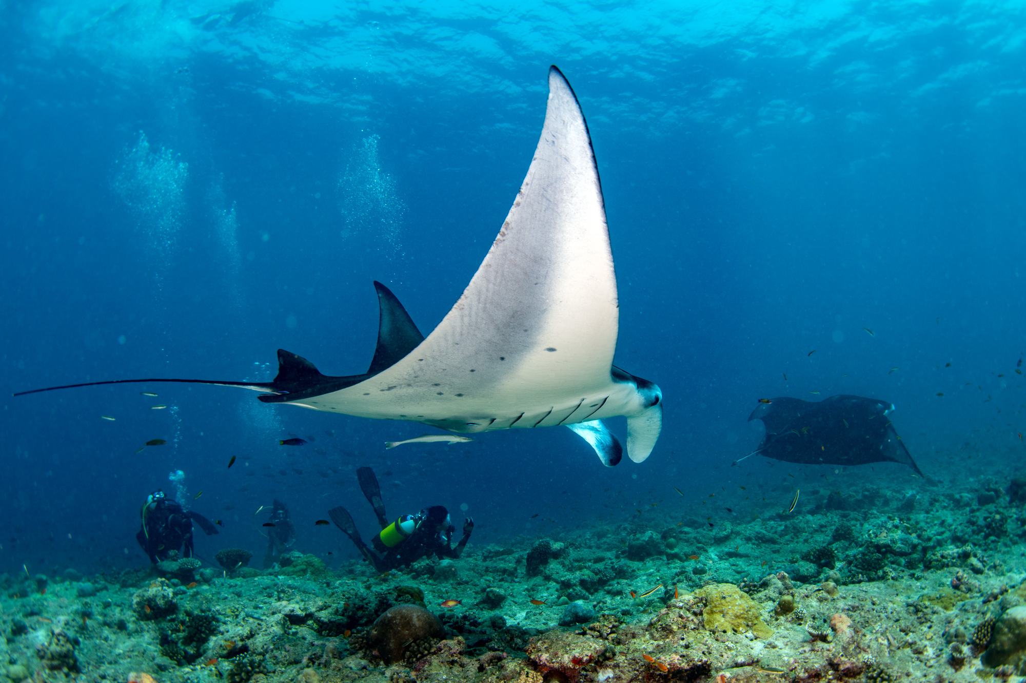 Dive into the Uncharted: Camp Komodo's Extraordinary Blend of Dive Certification, Cultural Diversity, and Adventure