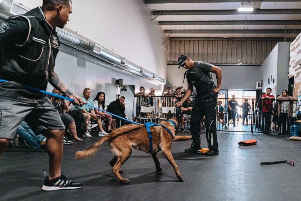 Elevated Canine Bakersfield Launches Innovative Dog Training Programs for Obedience and Agility