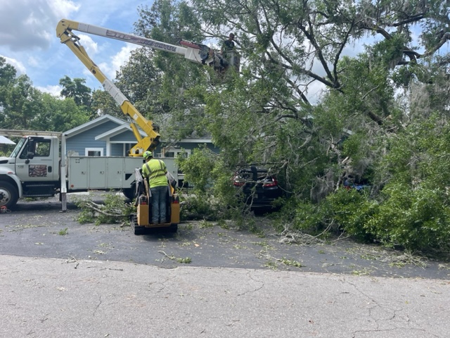 SAS Tree Service Reminds Gainesville Residents to be Proactive With Tree Care and Remove Dead Trees During Hurricane Season