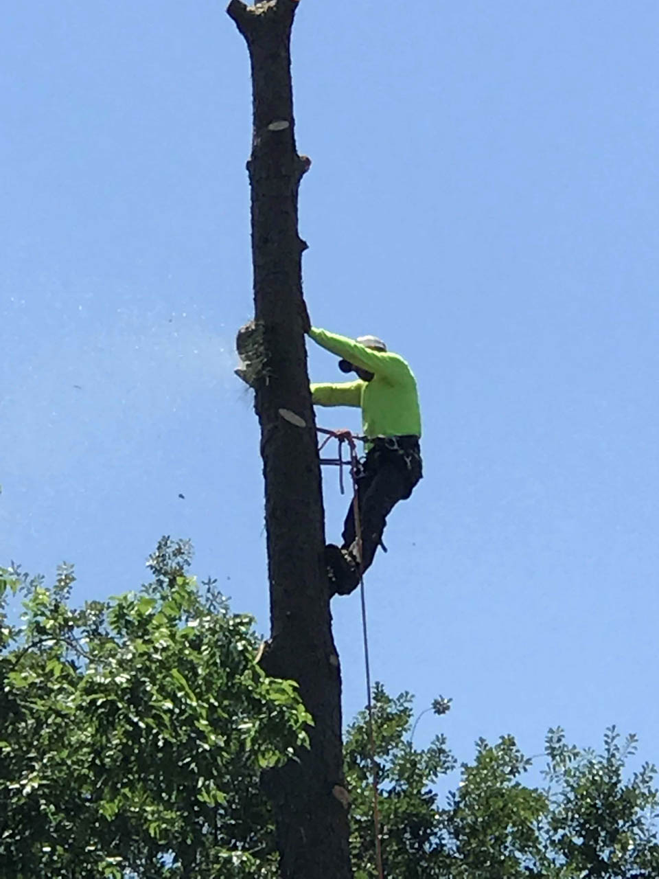 Seamless Tree Trimming Solutions: Where Expertise Meets Convenience