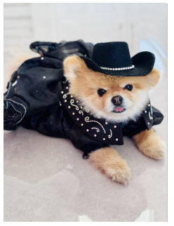 Lala the Pomeranian Set to Shine in Dolly Parton's Pet Gala TV Special