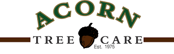 Acorn Tree Care, Climbing High Above Clients’ Expectations