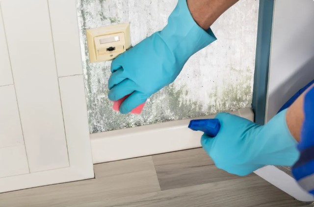 Comprehensive Guide to Professional Mold Removal