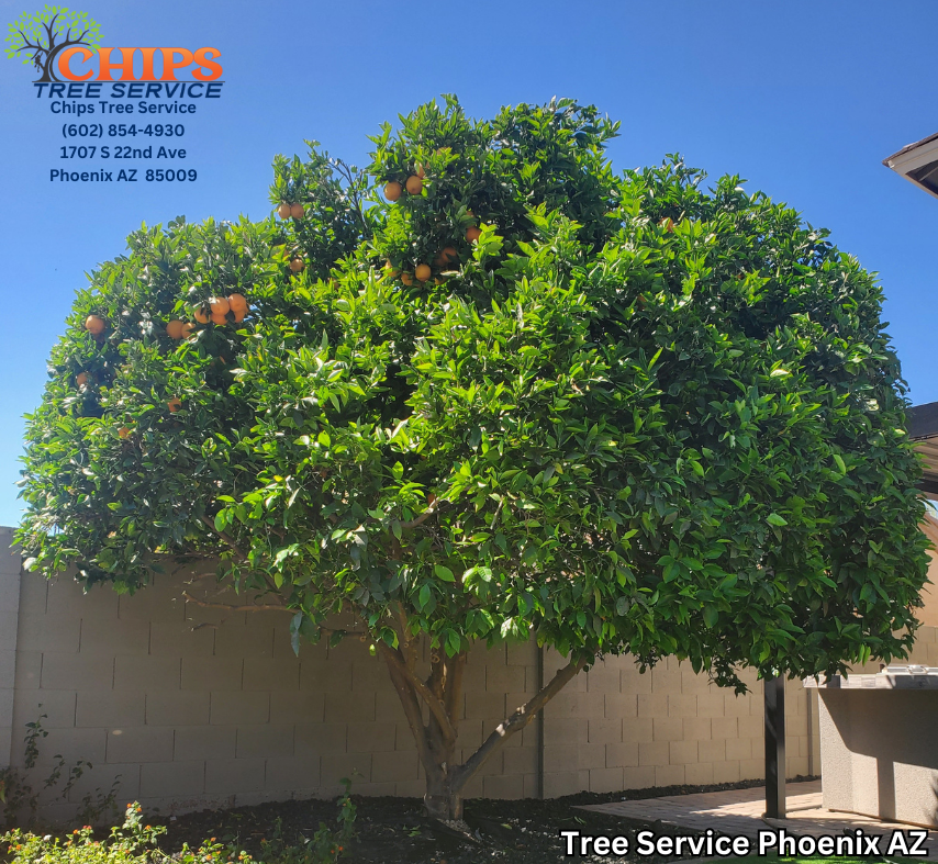 Chips Tree Service Celebrates 17 Years of Excellence in Phoenix