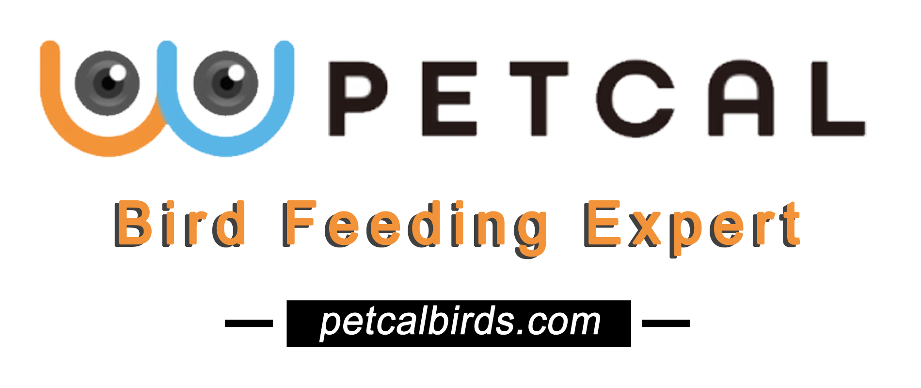 Top 6 Video Bird Feeder Suppliers to Follow in 2024
