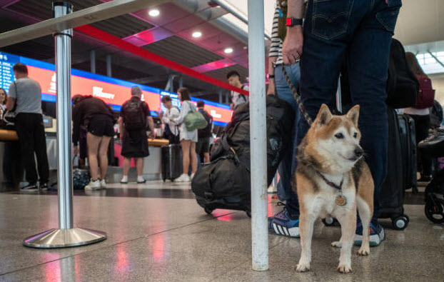 Dog Owners Face New Challenges With Updated CDC Travel Rules