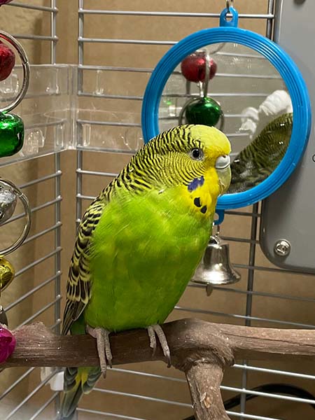 Parakeets and Parrots Announces the Launch of a Comprehensive New Website for Bird Owners and Enthusiasts