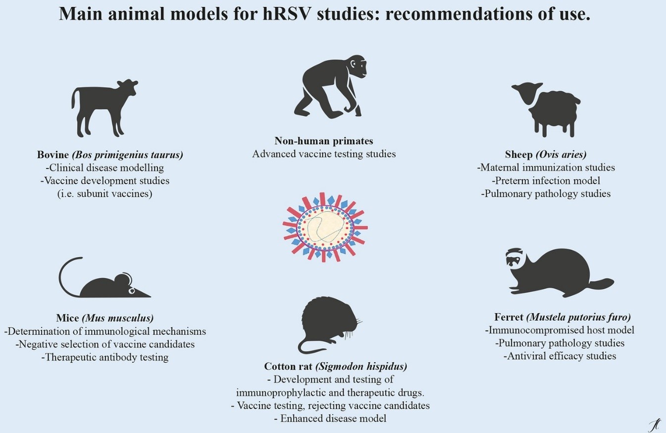 Creative Diagnostics Announces Respiratory Syncytial Virus Animal Models to Advance RSV Research