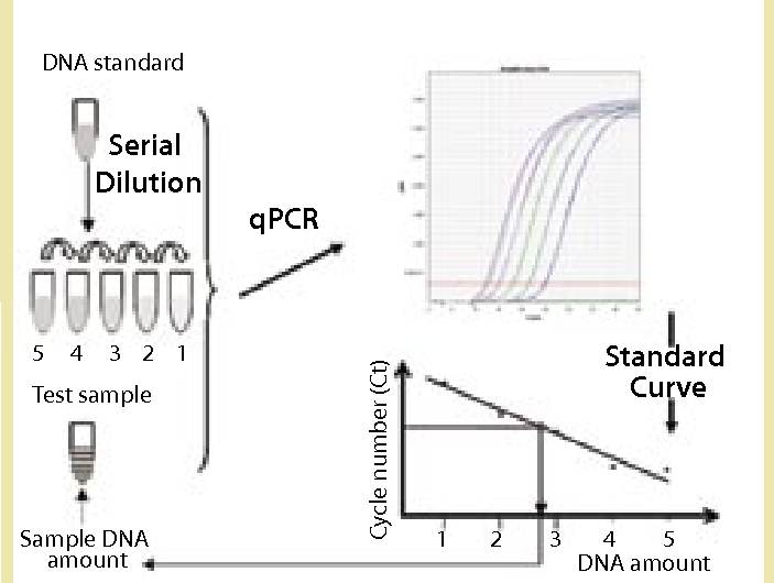 Creative Diagnostics Launches Advanced Mammalian DNA Residue Assay Kits (qPCR) for Enhanced Biopharmaceutical Research