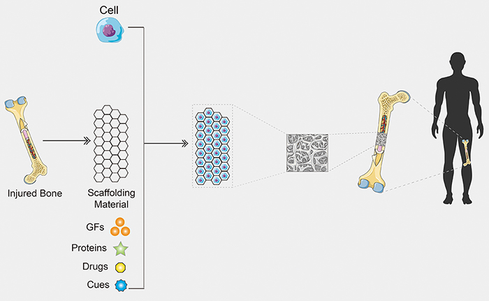 CD Bioparticles Launches Innovative Organoid Construct Kit to Advance Drug Discovery 