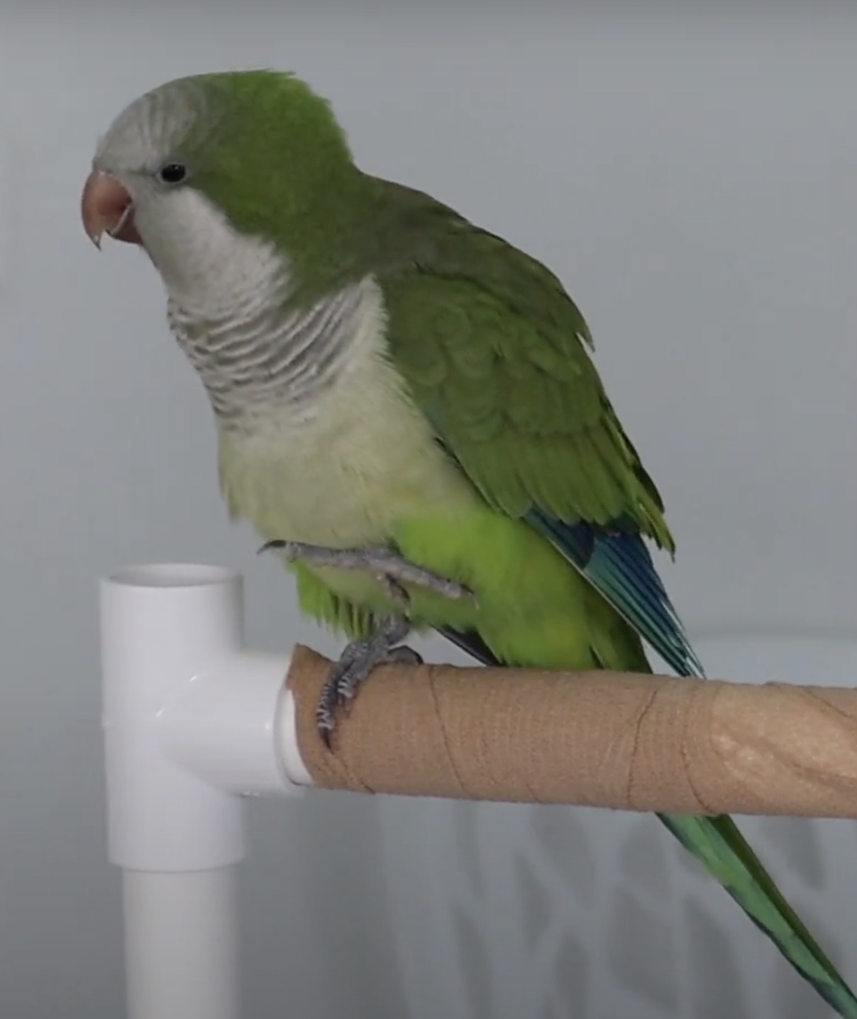 New Website MonkParakeetParrot.com Launches as a Comprehensive Resource for Monk Parakeet Enthusiasts and Owners