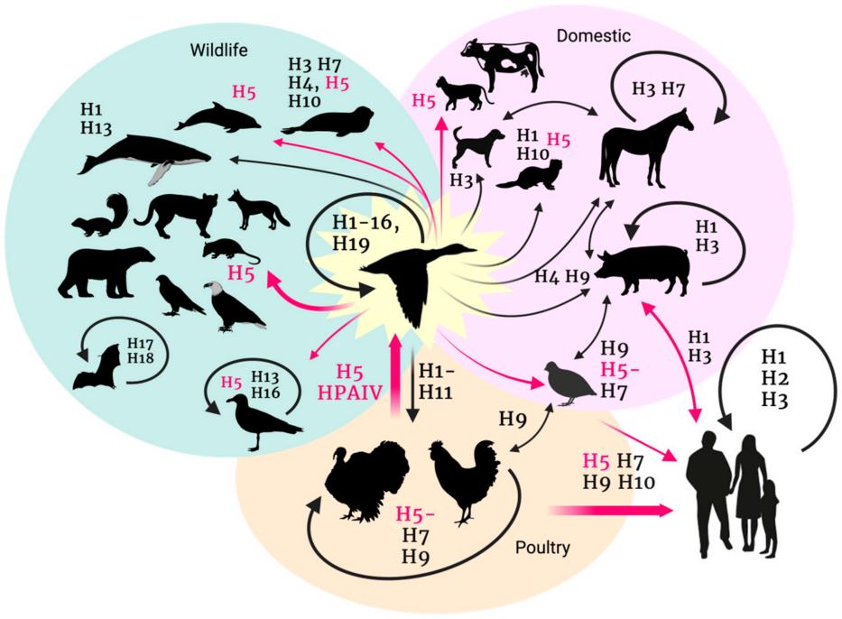 Creative Diagnostics Introduces New H5N1 Antibodies and Antigens for Research Applications