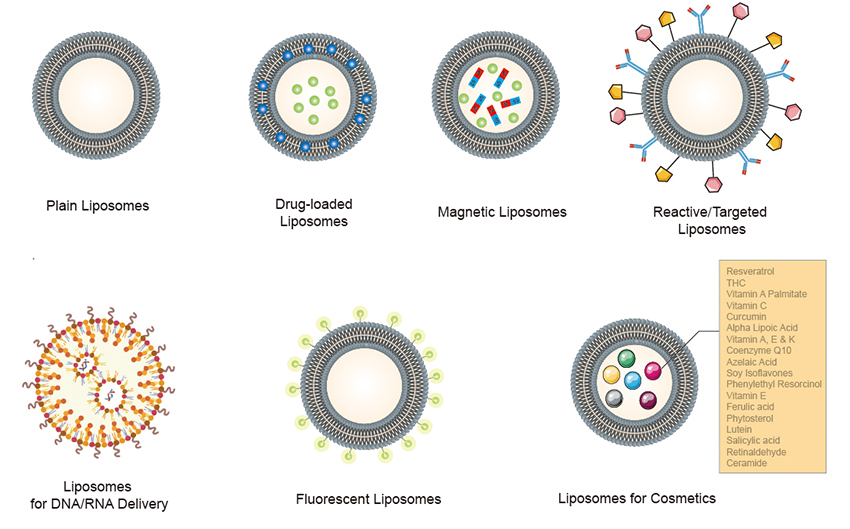 CD Bioparticles Announces New Line of Liposomes for Food Applications