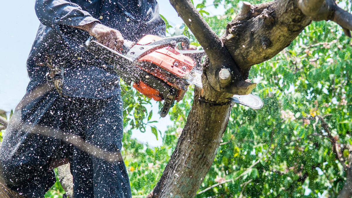 Top-Quality Tree Service in Wilmington, North Carolina Now Available