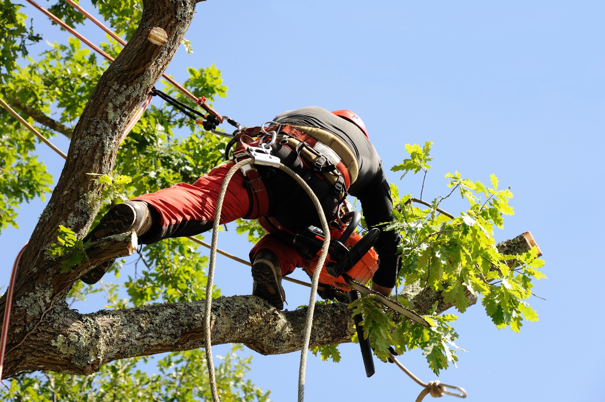 Professional Stump Grinding Services Now Available in Valdosta, GA