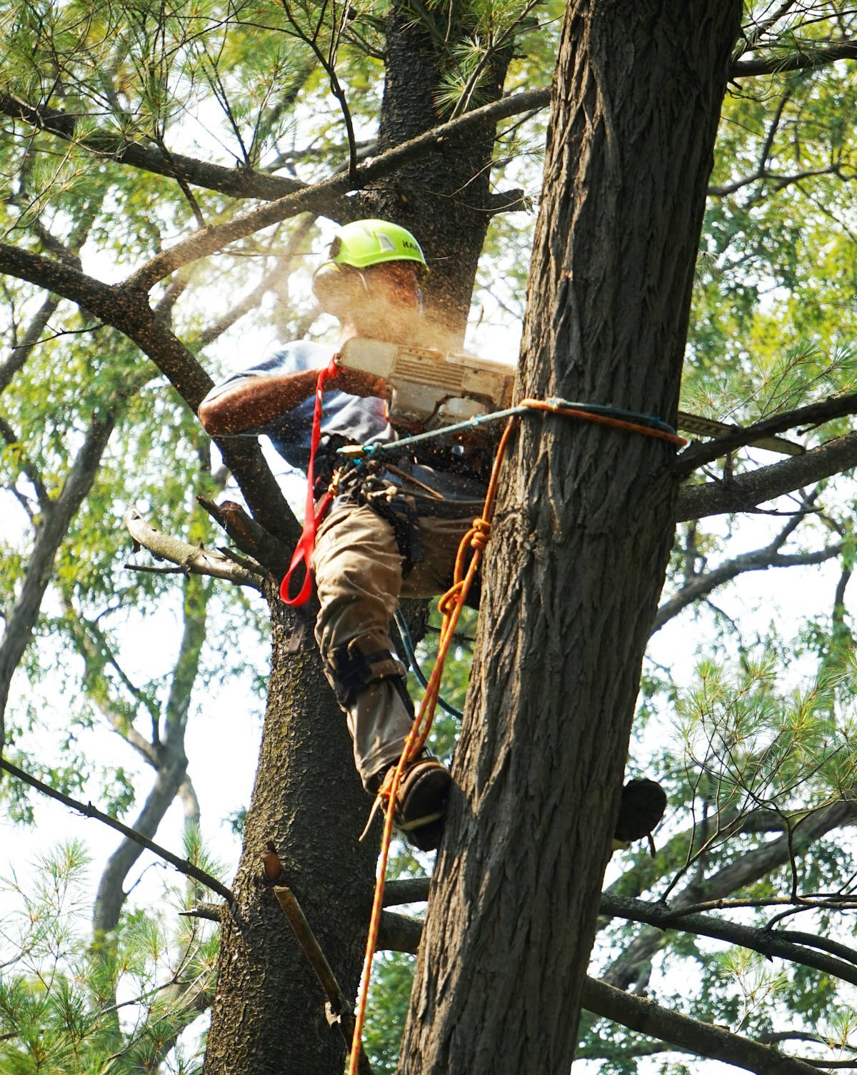 Protect Property: Tree Service OKC Offers Expert Tree Services for Homeowners and Businesses