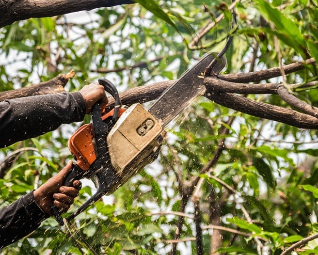 Tree Service OKC's Comprehensive Tree Trimming Services: A Key to Healthier Trees and Safer Yards