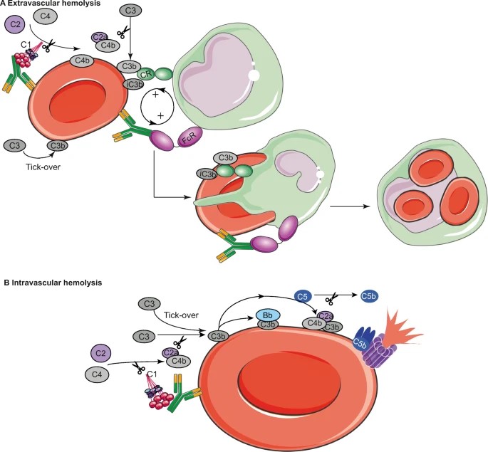 Creative Diagnostics Introduces New Anti-RBC Antibodies for Enhanced Blood Product Purity and Autoimmune Disease Research