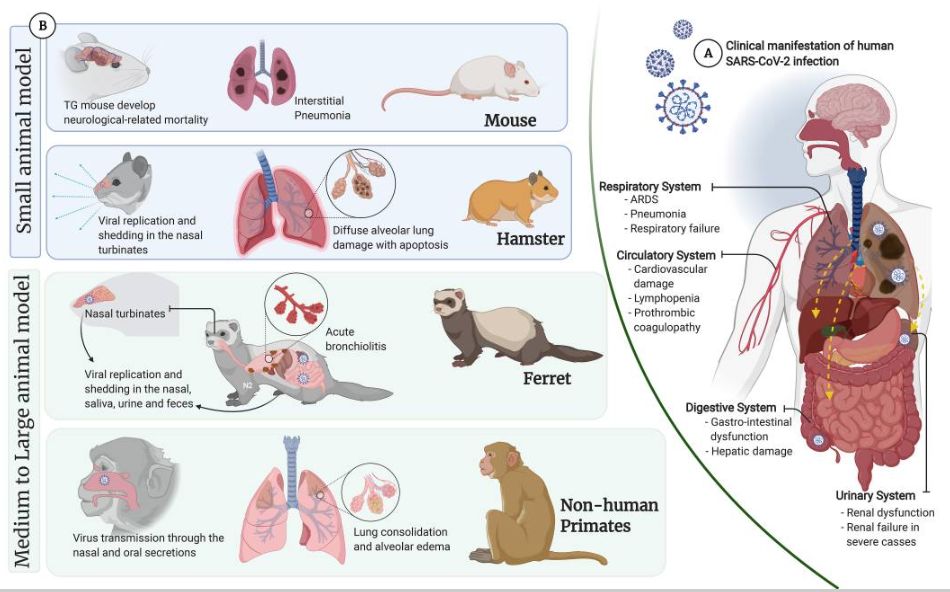 Creative Diagnostics Announces New Coronavirus Animal Model for Drug Discovery