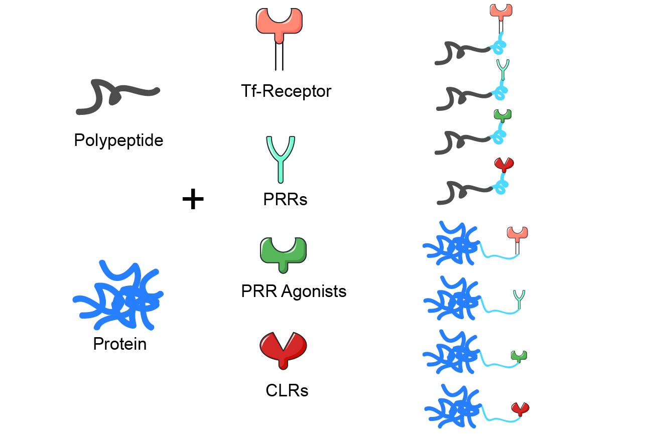 CD Bioparticles Introduces Innovative Agonist-Based Adjuvants for Enhanced Vaccine Efficacy