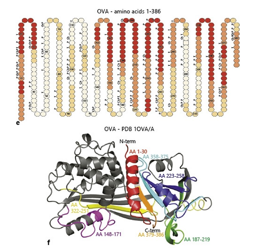 Creative Diagnostics Introduces Advanced Ovalbumin Epitope Peptide Antibodies for Immunological Research