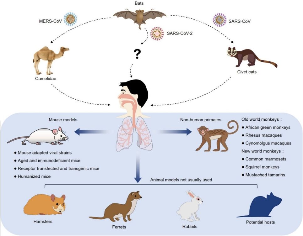 Creative Diagnostics Launches MERS-CoV Animal Models to Support Antiviral Research