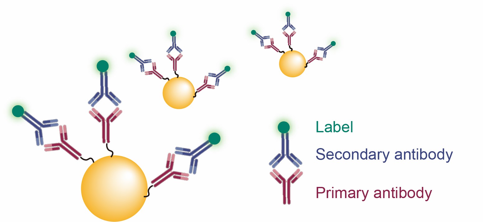 CD Bioparticles Introduces Flow Cytometry Gold Nanoparticles for Enhanced Cellular Analysis