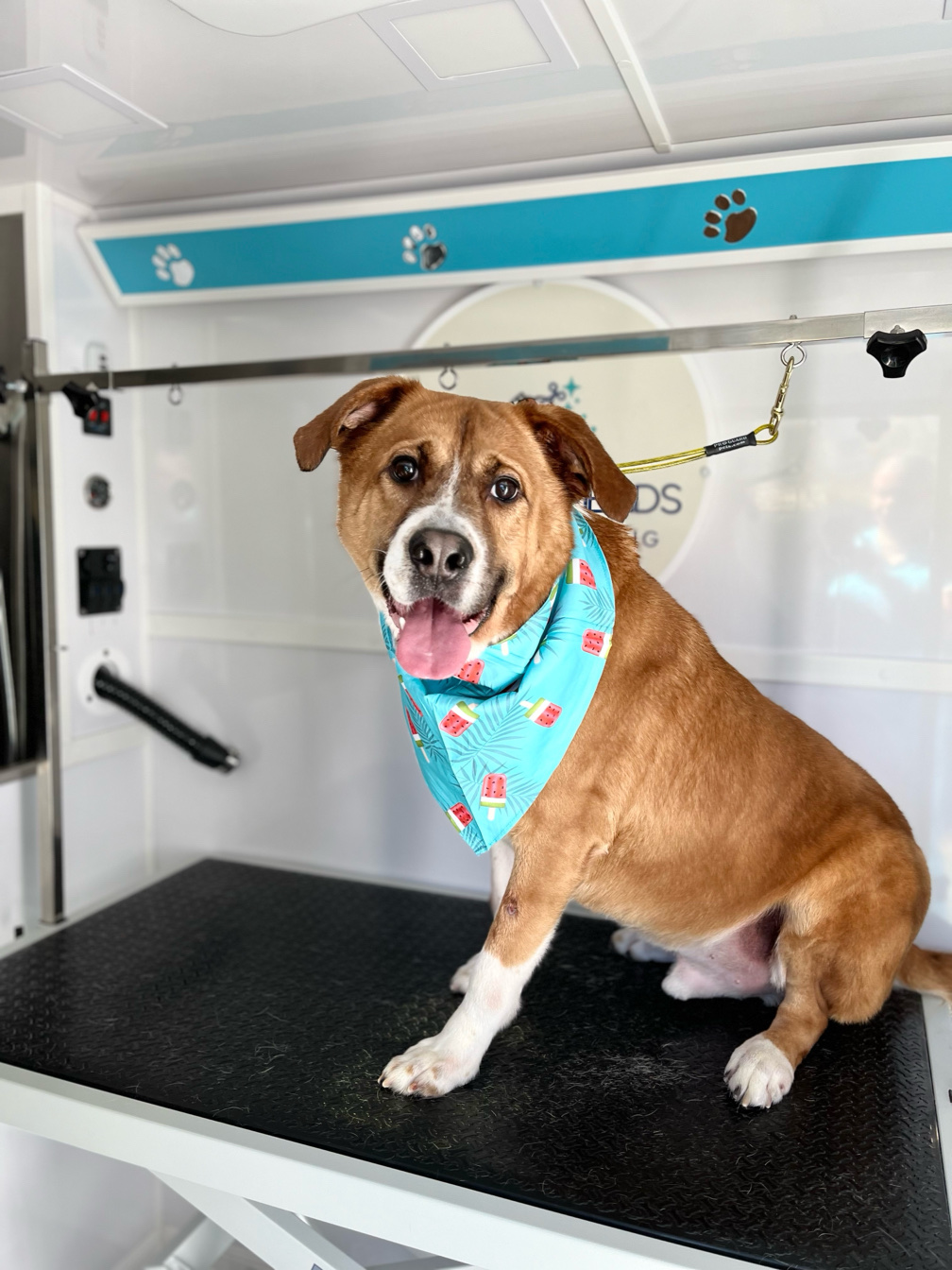 DOGS N' FRIENDS Revolutionizes Pet Care with Premium Mobile Grooming Services in Duluth, GA