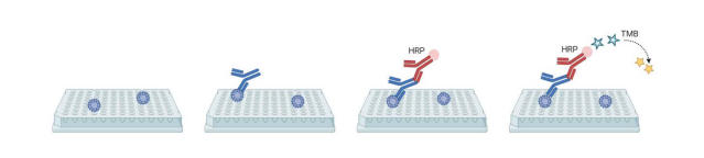 Creative Diagnostics Launches High-Performance HPV IgG ELISA Kit for Accurate and Reliable HPV Antibody Detection