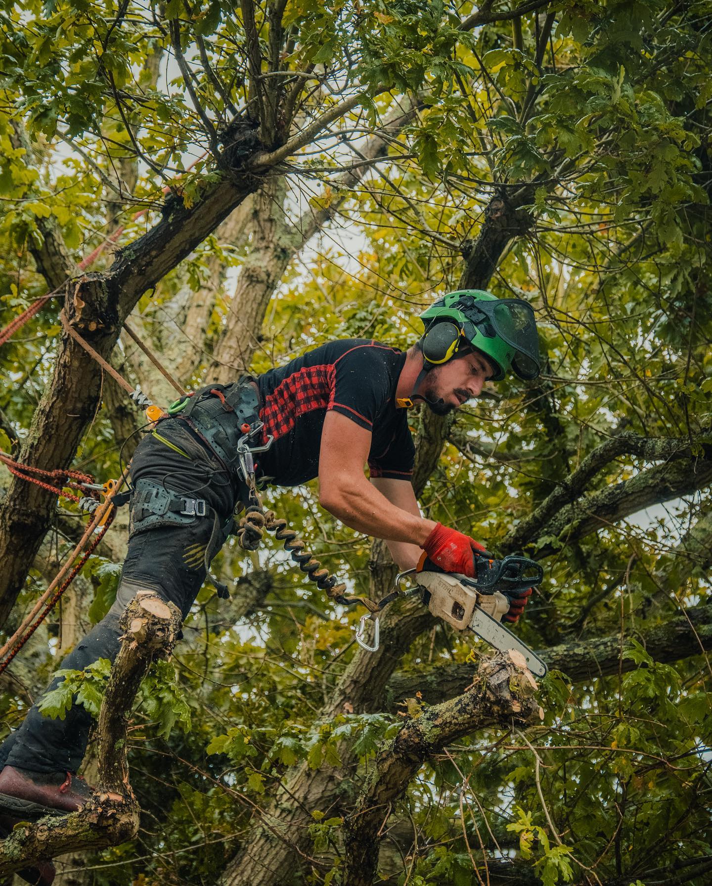 Top-Rated Tree Trimming El Paso Services Now Available for Residential and Commercial Clients