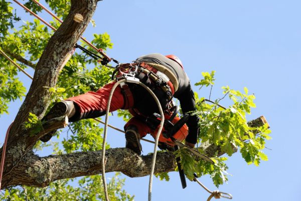 Kalamazoo Tree Removal Expands Premier Tree Service Offerings in Kalamazoo, MI